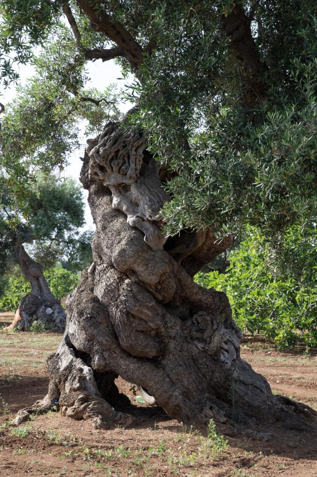 Dimora Rudiae Lecce Panzió Kültér fotó